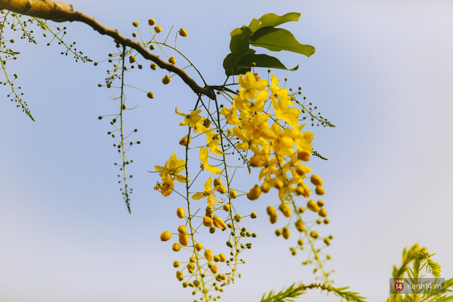 Chùm ảnh: Hoa Osaka rực rỡ nhuộm vàng đường phố Sài Gòn trong cái nắng tháng 4