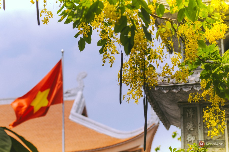 Chùm ảnh: Hoa Osaka rực rỡ nhuộm vàng đường phố Sài Gòn trong cái nắng tháng 4