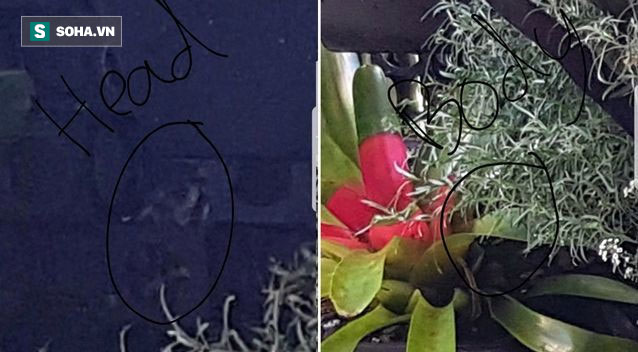 Bí mật kỳ dị sau cánh cửa: Nếu mở ra, bạn có thể hét lên vì sợ hãi!