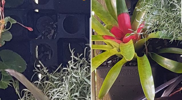 Bí mật kỳ dị sau cánh cửa: Nếu mở ra, bạn có thể hét lên vì sợ hãi!