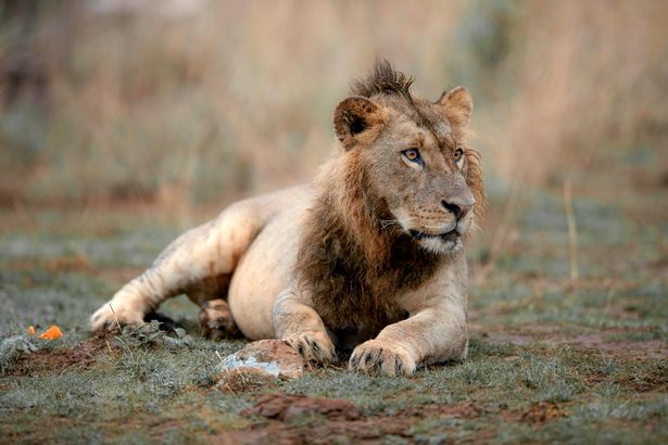 Sư tử có kiểu tóc ăn chơi gây sốt mạng