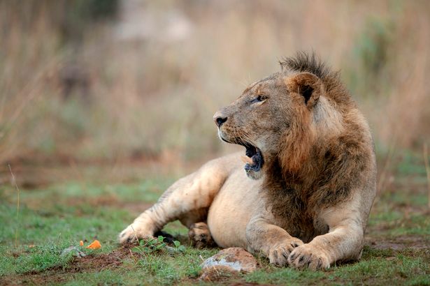 Sư tử có kiểu tóc ăn chơi gây sốt mạng