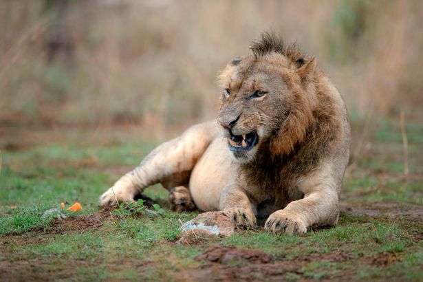 Sư tử có kiểu tóc ăn chơi gây sốt mạng