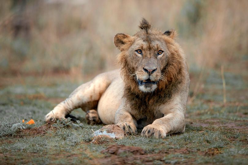 Sư tử có kiểu tóc ăn chơi gây sốt mạng