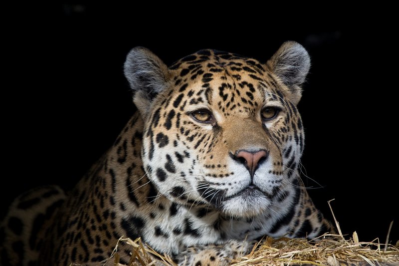 Vạn con báo gấm bị vặt răng để phục vụ thú chơi nhà giàu TQ