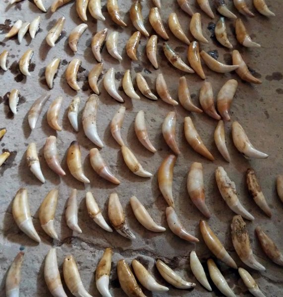 Vạn con báo gấm bị vặt răng để phục vụ thú chơi nhà giàu TQ