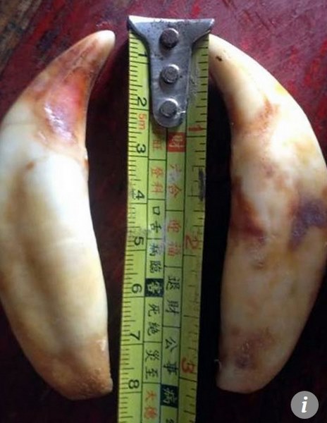 Vạn con báo gấm bị vặt răng để phục vụ thú chơi nhà giàu TQ