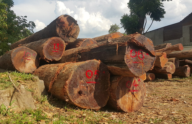 Vụ gỗ lậu khủng: 4 cuốn sổ bí mật của Phượng râu ghi những gì?