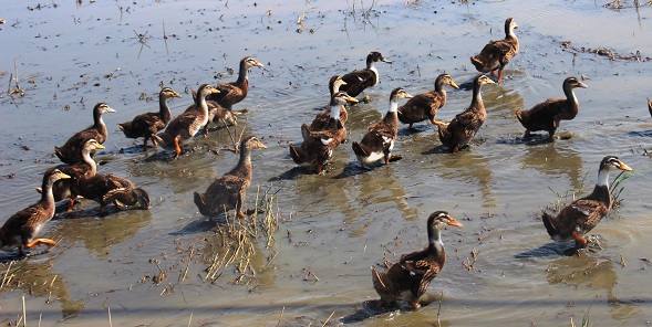 Vịt ra đồng phải nộp phí: Phí truyền thống có từ thời... Pháp thuộc