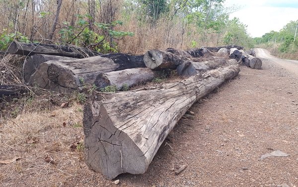 Vụ bắt gỗ lậu tại Đắk Lắk: Tiết lộ sốc từ Cục Kiểm lâm