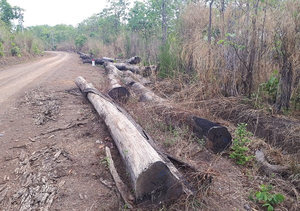 Vụ bắt gỗ lậu tại Đắk Lắk: Tiết lộ sốc từ Cục Kiểm lâm