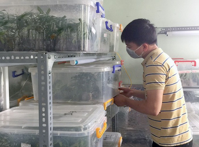 Bắt cựu sinh viên Bách khoa trồng cần sa, truyền đạo trái phép Hội Thánh Đức Chúa Trời Mẹ