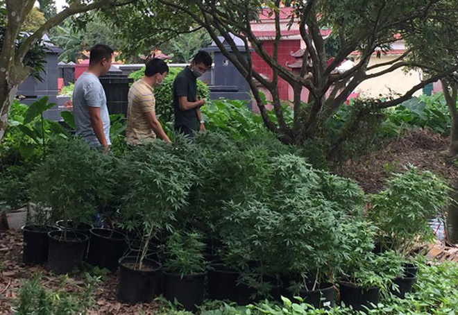 Bắt cựu sinh viên Bách khoa trồng cần sa, truyền đạo trái phép Hội Thánh Đức Chúa Trời Mẹ