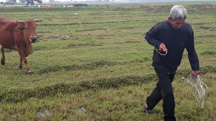 Thanh Hóa yêu cầu kiểm điểm vụ chăn trâu bò phải đóng phí cỏ