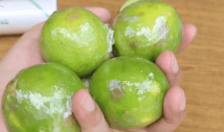 Cất trong tủ lạnh cả tháng mà quả chanh vẫn căng mọng, tưới rói chỉ nhờ một tờ báo cũ