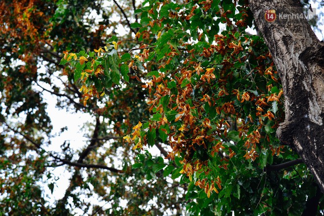 Mùa chò nâu xoay tít trên đỉnh đầu - Những vũ điệu quyến rũ người Sài Gòn khắp mọi nẻo đường