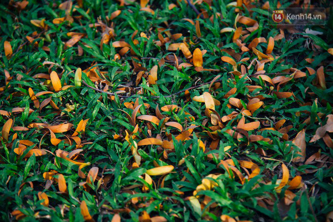 Mùa chò nâu xoay tít trên đỉnh đầu - Những vũ điệu quyến rũ người Sài Gòn khắp mọi nẻo đường