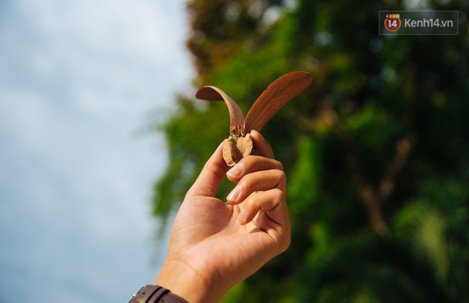 Mùa chò nâu xoay tít trên đỉnh đầu - Những vũ điệu quyến rũ người Sài Gòn khắp mọi nẻo đường