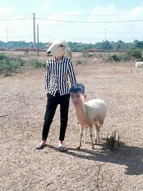 Thanh niên tạo dáng bên chú cừu đầy thần thái nhưng vẫn nhờ cư dân mạng sửa ảnh và cái kết buồn