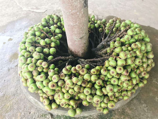 Khoe cây sung quả mọc từ gốc sai trĩu, thanh niên mở ra cuộc tranh cãi trên mạng xã hội