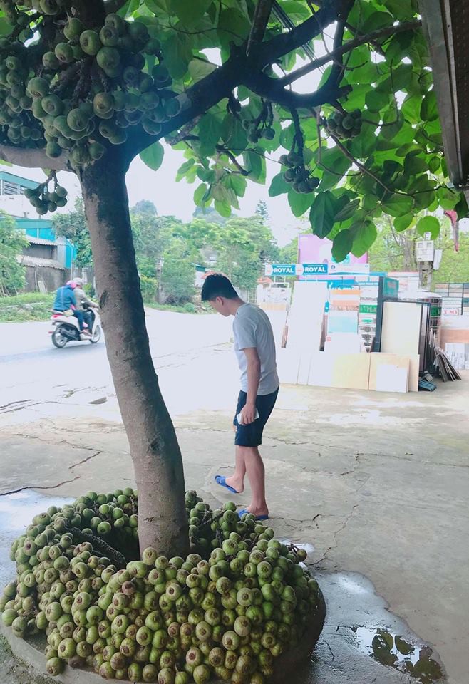 Khoe cây sung quả mọc từ gốc sai trĩu, thanh niên mở ra cuộc tranh cãi trên mạng xã hội