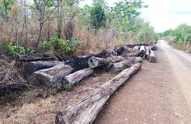 Vén màn bí mật về hoạt động buôn lậu gỗ của ông trùm Phượng râu