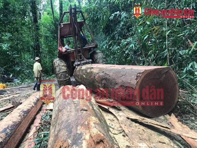 Vén màn bí mật về hoạt động buôn lậu gỗ của ông trùm Phượng râu