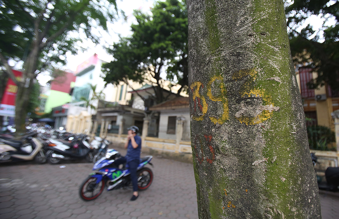 Hàng sưa quý trước ngày di dời để xây ga ngầm