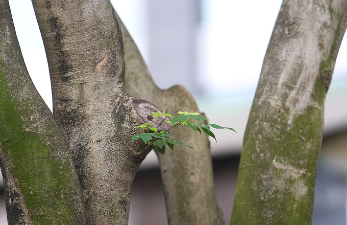 Hàng sưa quý trước ngày di dời để xây ga ngầm