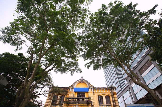 Hàng sưa quý trước ngày di dời để xây ga ngầm