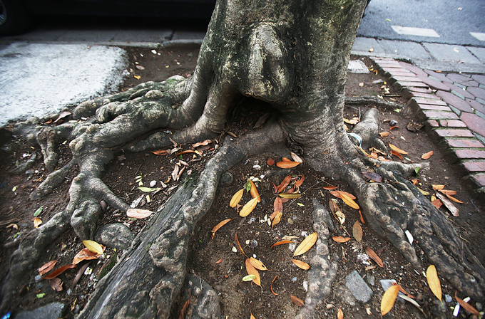 Hàng sưa quý trước ngày di dời để xây ga ngầm