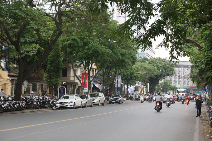 Hàng sưa quý trước ngày di dời để xây ga ngầm