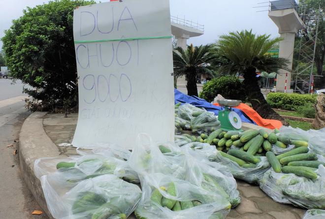 Hàng trăm kg dưa chuột đổ mồ hôi trong nắng nóng Hà Nội chờ được giải cứu