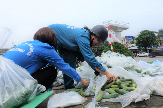 Hàng trăm kg dưa chuột đổ mồ hôi trong nắng nóng Hà Nội chờ được giải cứu