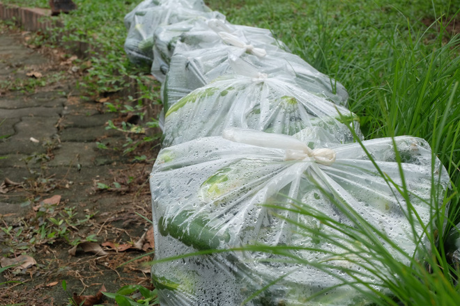 Hàng trăm kg dưa chuột đổ mồ hôi trong nắng nóng Hà Nội chờ được giải cứu