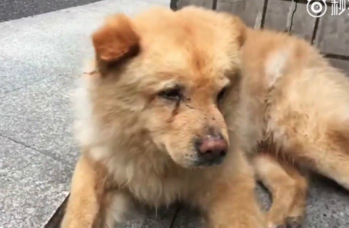 Chú chó ngày nào cũng chờ chủ 12 tiếng ở ga tàu