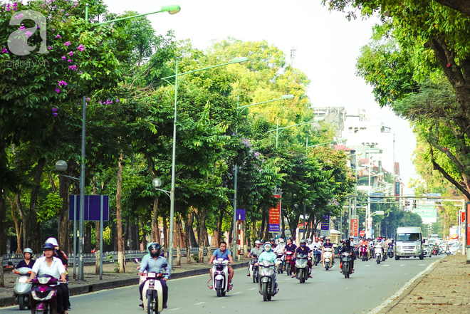 Lại một mùa bằng lăng về trên phố tím biếc, dịu dàng báo hè sang