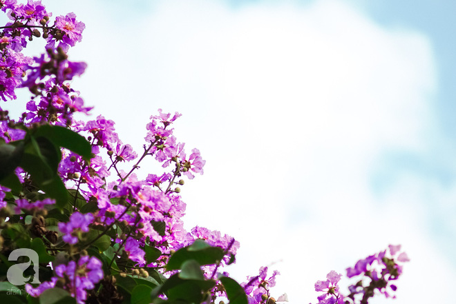 Lại một mùa bằng lăng về trên phố tím biếc, dịu dàng báo hè sang