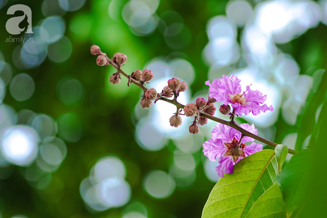 Lại một mùa bằng lăng về trên phố tím biếc, dịu dàng báo hè sang