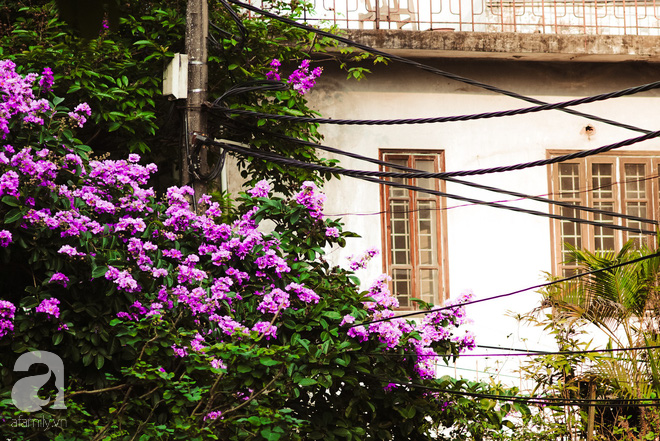 Lại một mùa bằng lăng về trên phố tím biếc, dịu dàng báo hè sang