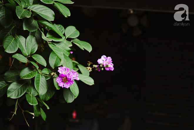 Lại một mùa bằng lăng về trên phố tím biếc, dịu dàng báo hè sang