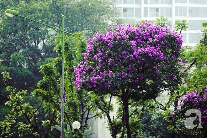 Lại một mùa bằng lăng về trên phố tím biếc, dịu dàng báo hè sang