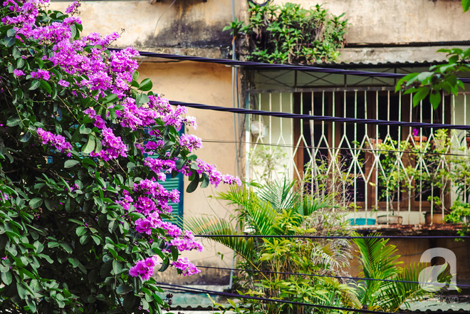 Lại một mùa bằng lăng về trên phố tím biếc, dịu dàng báo hè sang