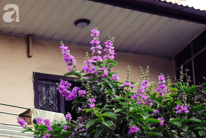 Lại một mùa bằng lăng về trên phố tím biếc, dịu dàng báo hè sang