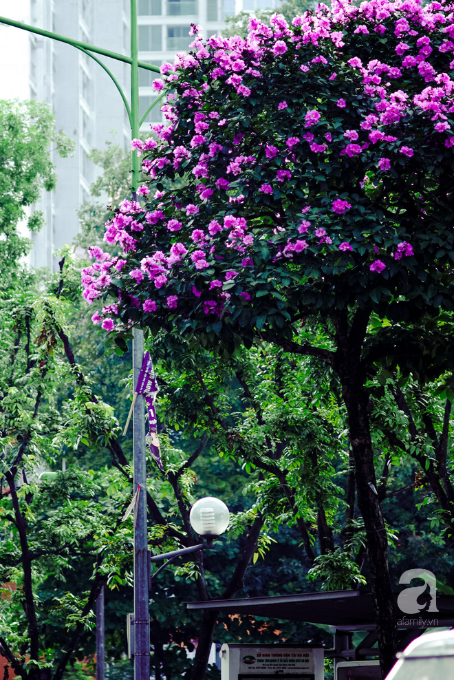 Lại một mùa bằng lăng về trên phố tím biếc, dịu dàng báo hè sang