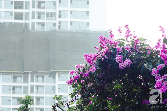 Lại một mùa bằng lăng về trên phố tím biếc, dịu dàng báo hè sang