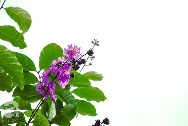 Lại một mùa bằng lăng về trên phố tím biếc, dịu dàng báo hè sang