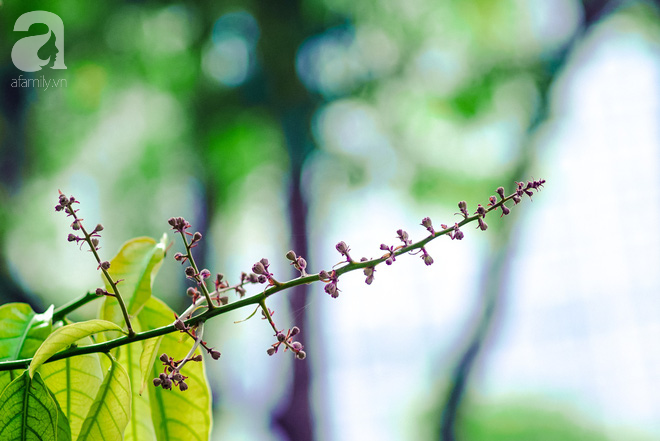 Lại một mùa bằng lăng về trên phố tím biếc, dịu dàng báo hè sang