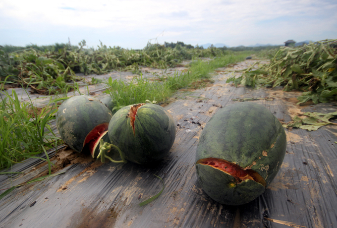 Cả nghìn tấn dưa hấu chín ứ đọng ngoài đồng ở Quảng Nam