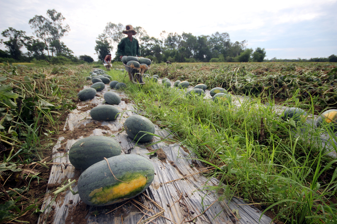 Cả nghìn tấn dưa hấu chín ứ đọng ngoài đồng ở Quảng Nam